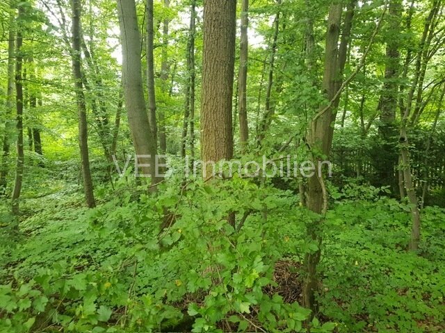 Naturidylle trifft Stadtnähe: Großzügiges Grundstück mit Bungalow in Erfurt