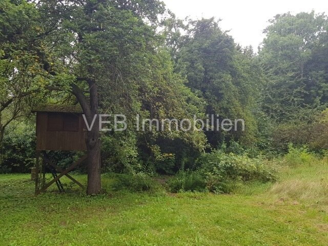 Wiese Wiese